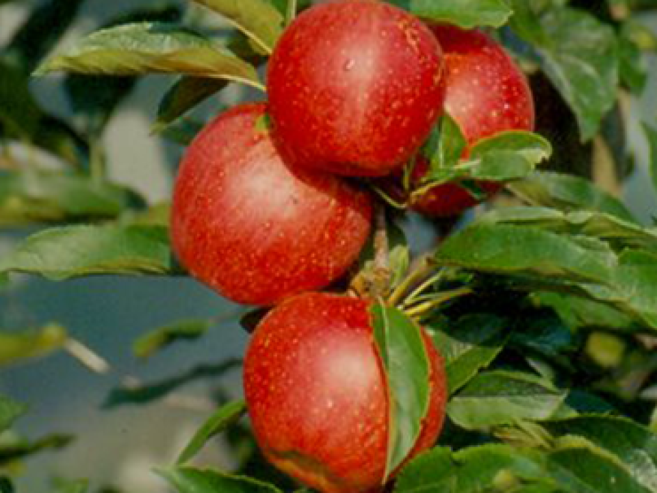 Mele Varieta' Miste - CASSA - PODERE FONTECORNINO -14.000 Kg/Lt